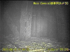2015.4.17 「原子炉格納容器内部調査技術の開発」ペデスタル外側1階グレーチング上調査（B1調査）の現地実証試験の実施について【4月16日速報分】