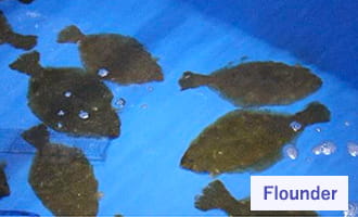Start of rearing practice in normal seawater