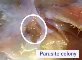 We found parasites in a fillet of weakened flounder