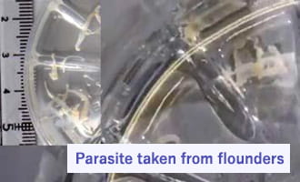 We found parasites in a fillet of weakened flounder