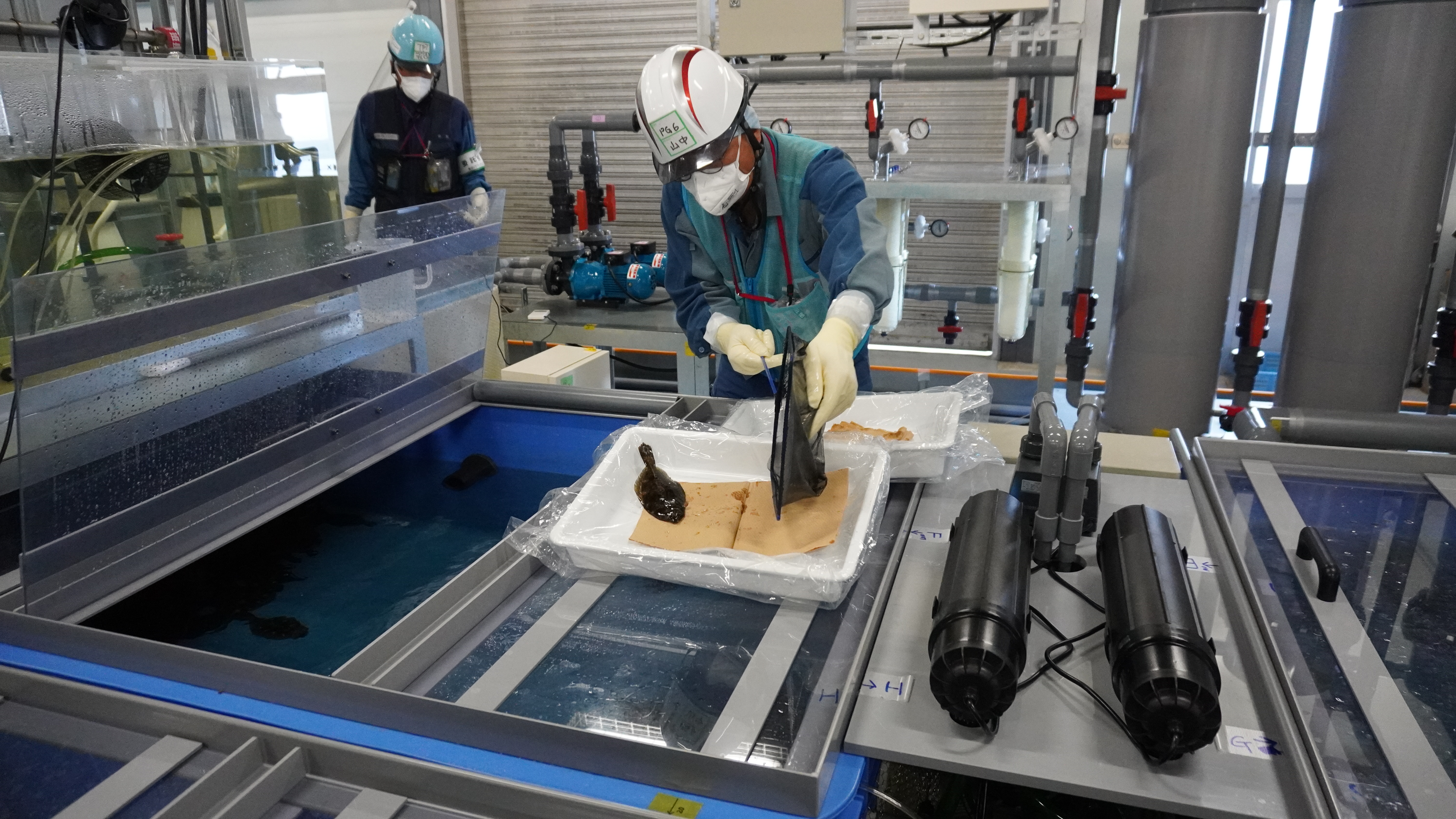 Start of flounder rearing test