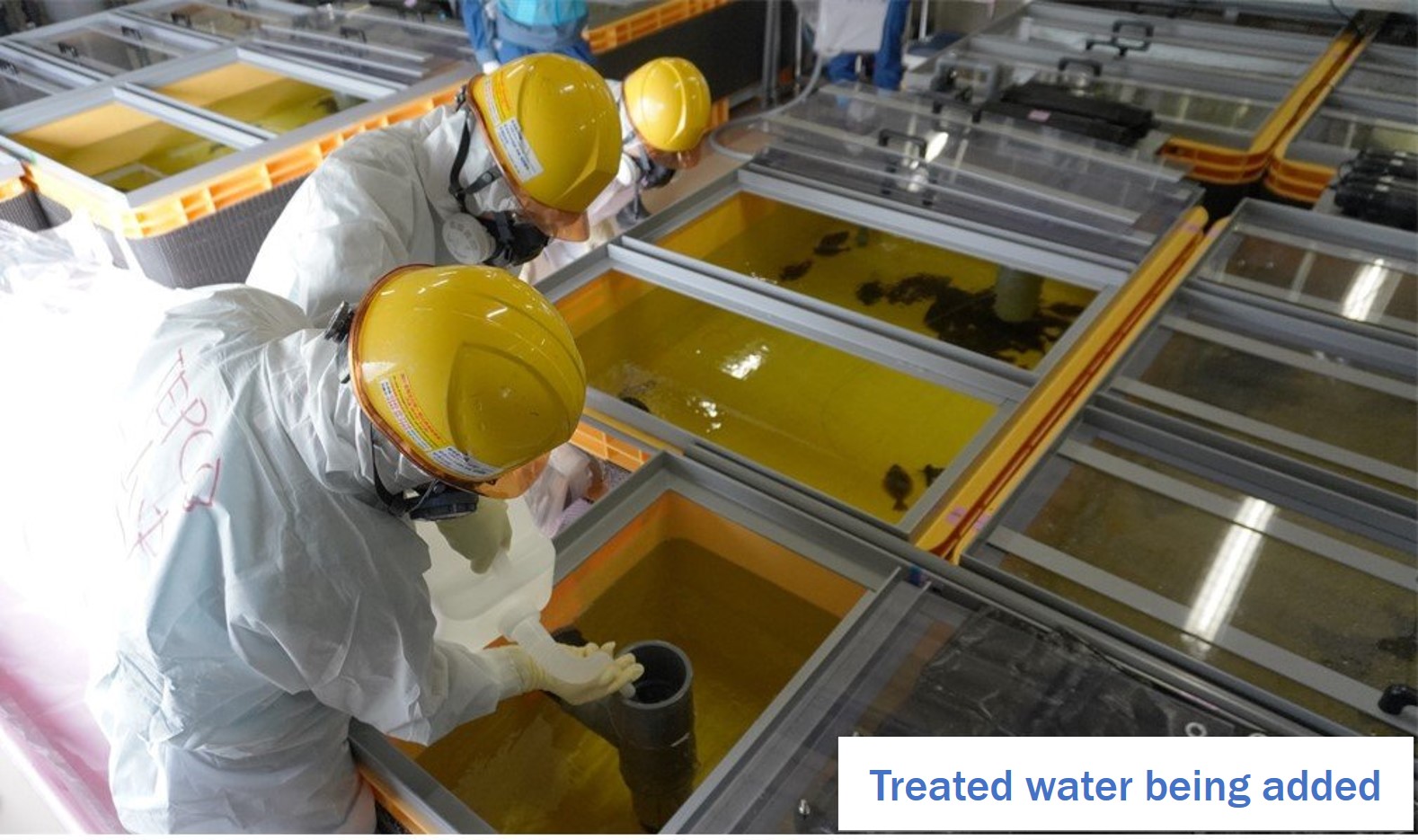 Added the ALPS treated water to the rearing mockup tanks