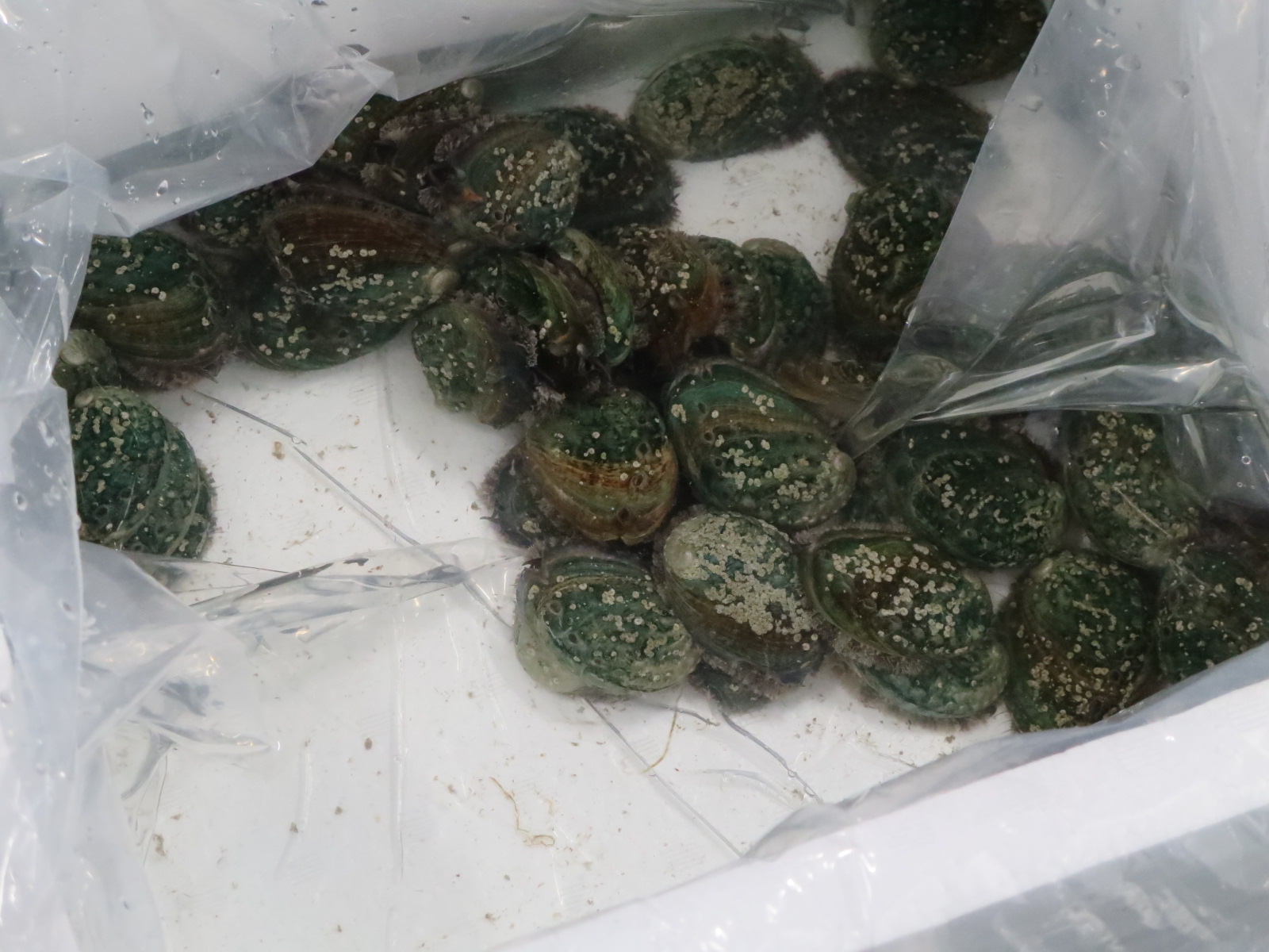 Start of abalone rearing test
