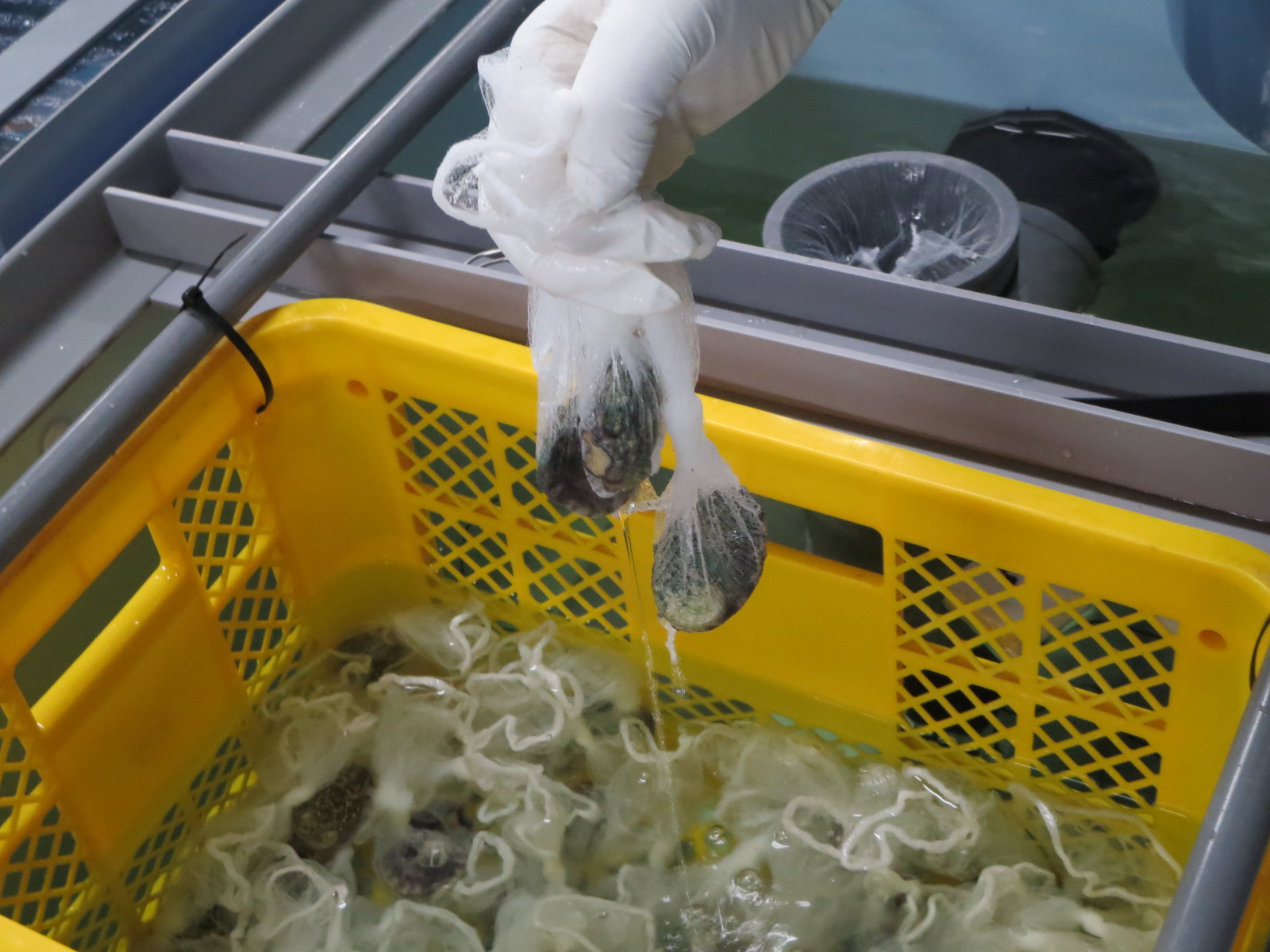 Start of abalone rearing test