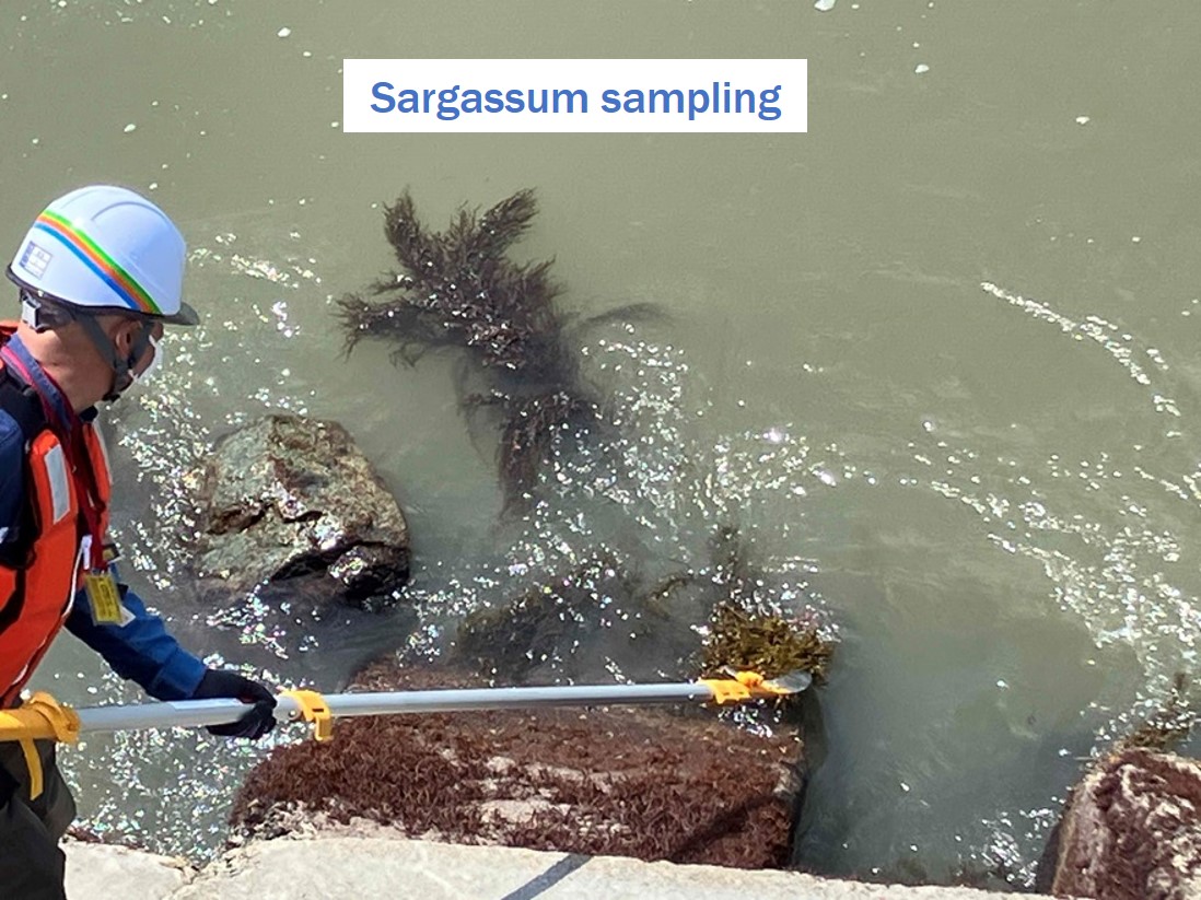 Start of seaweed (Sargassum) rearing test