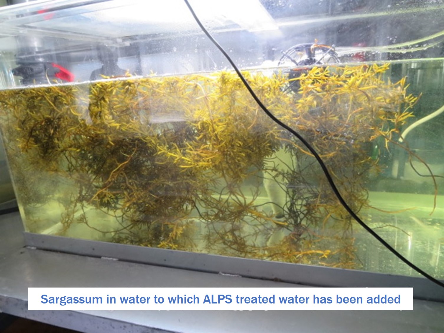 Start of seaweed (Sargassum) rearing test
