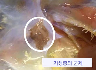 쇠약해져 있던 광어의 아가미에서 기생충을 확인