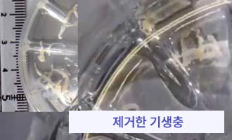 쇠약해져 있던 광어의 아가미에서 기생충을 확인