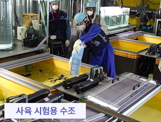 사육 시험용 수조에서 환경 적응을 위한 예비 사육 개시
