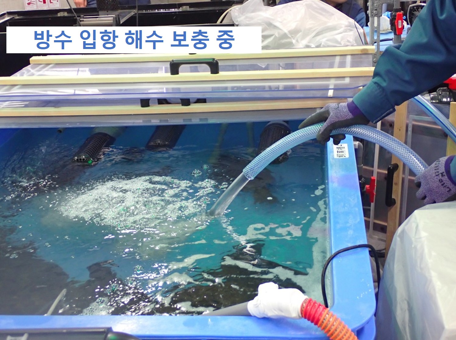 환경에 방출된 물을 사용한 넙치, 전복 사육 시작