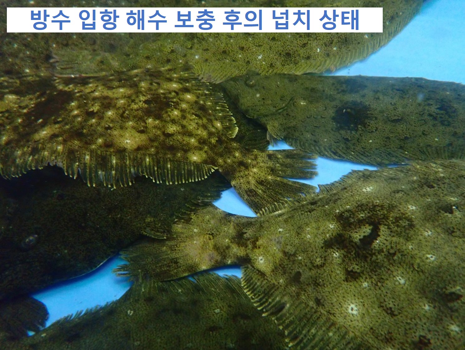 환경에 방출된 물을 사용한 넙치, 전복 사육 시작