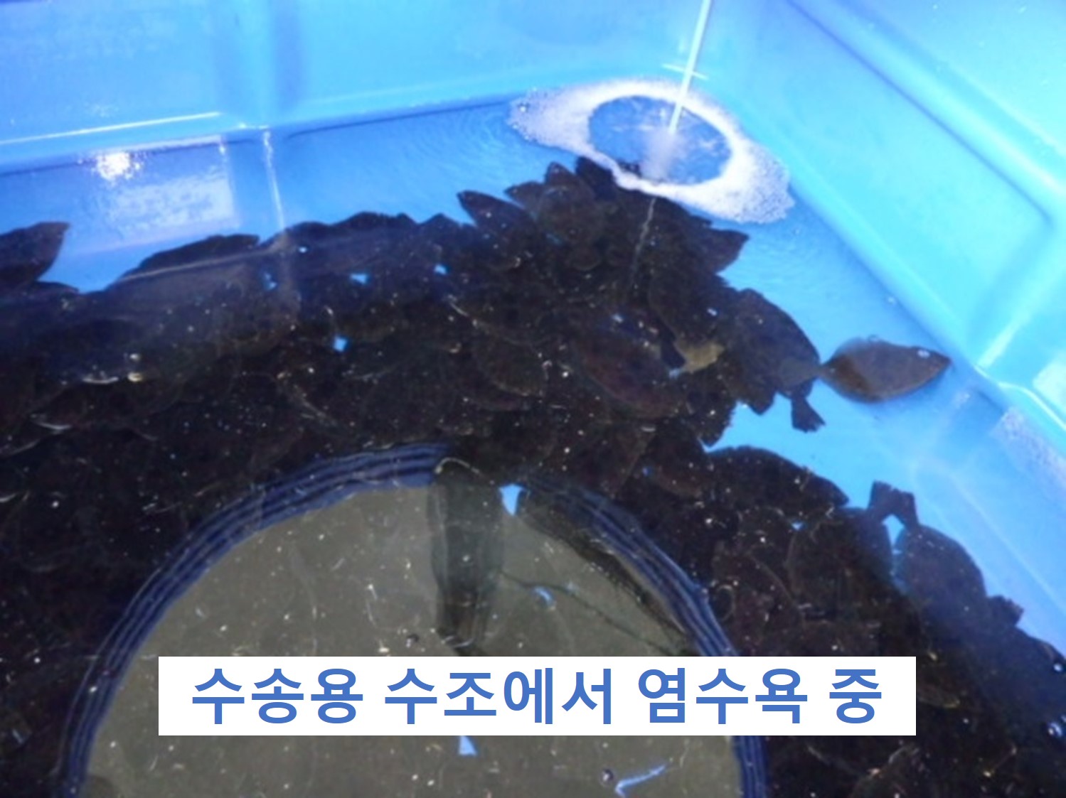 사육 시험용 수조에서 환경 적응을 위한 예비 사육 개시