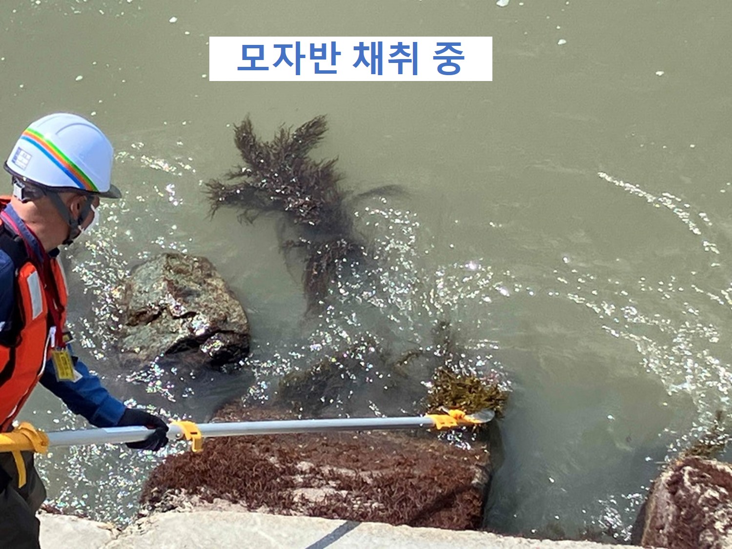 해조(모자반) 사육 시험 시작