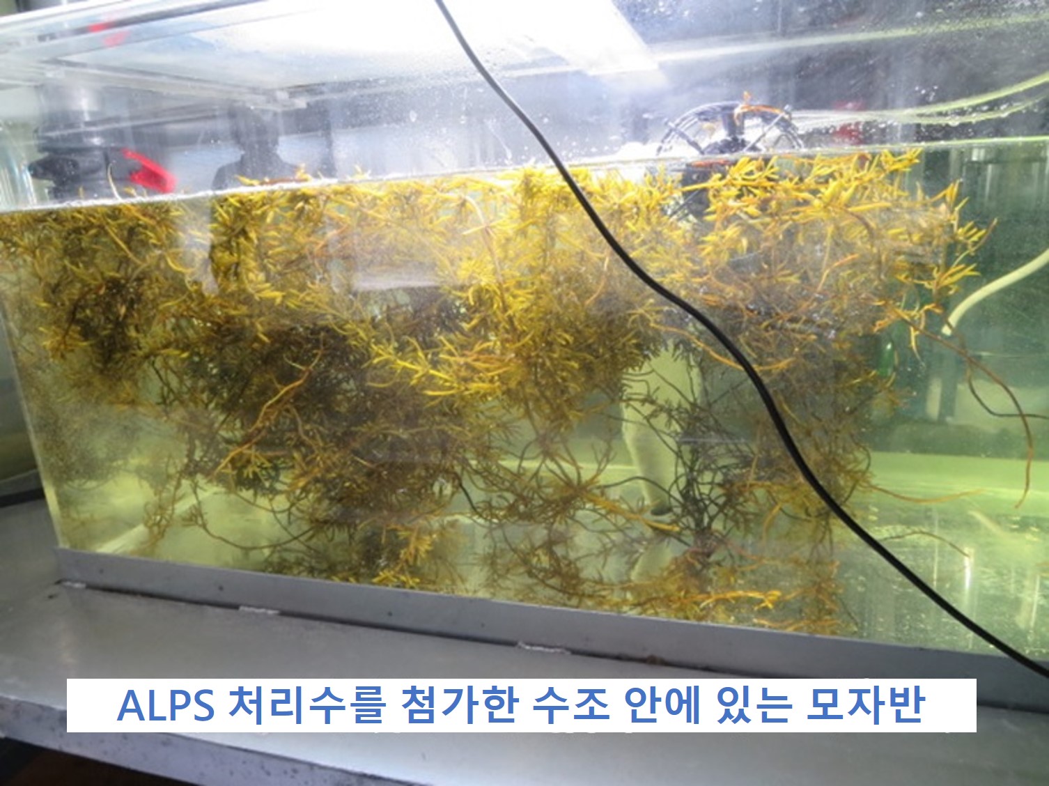 해조(모자반) 사육 시험 시작