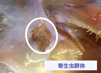 寄生虫群体