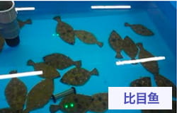 比目鱼