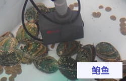 鲍鱼