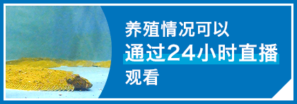 养殖情况可以通过24小时直播观看
