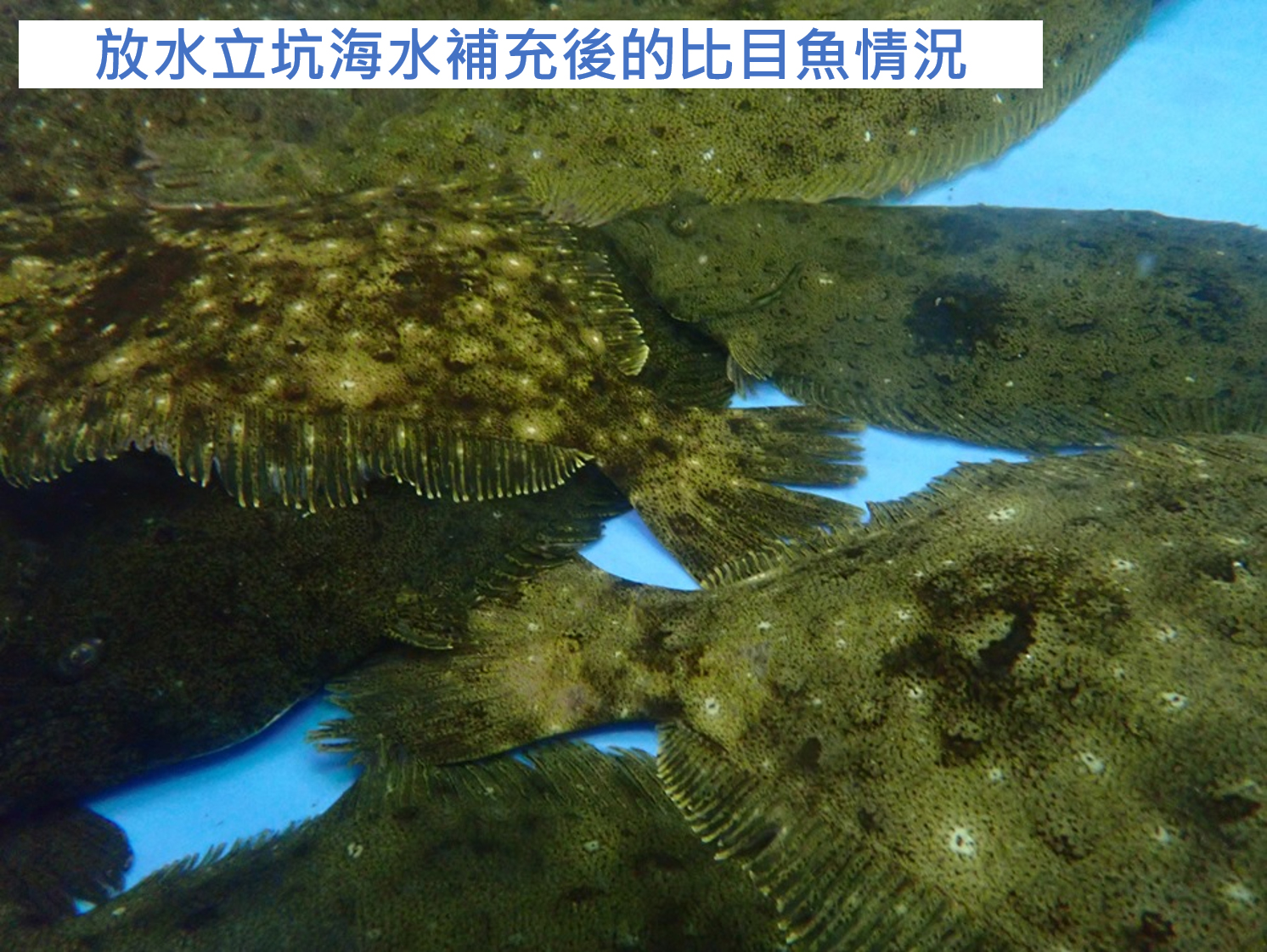 開始使用排釋放到環境的水來繁殖鰨沙和鮑魚