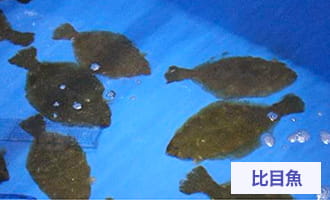比目魚