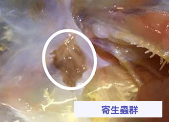 寄生蟲群