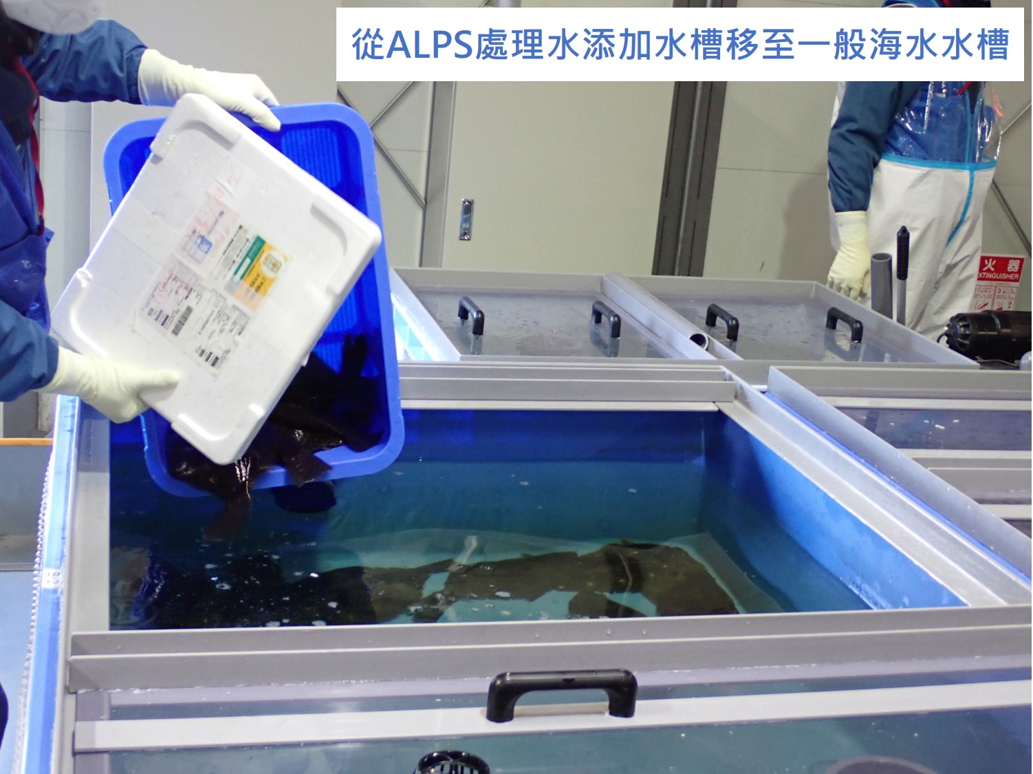 開始比目魚的OBT排出測試