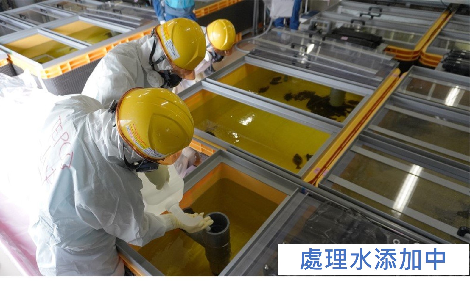 於測試用水槽中加入ALPS處理水