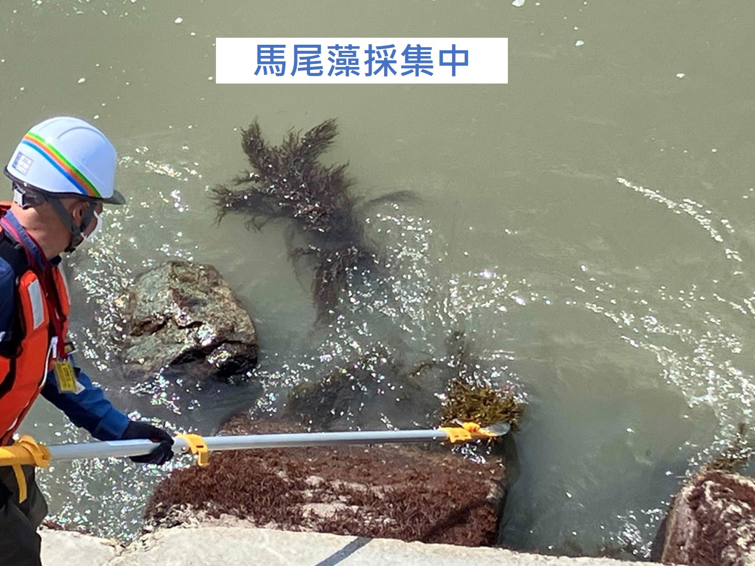 開始海藻（馬尾藻）養殖實驗