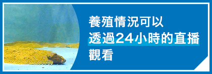 養殖情況可以透過24小時的直播觀看