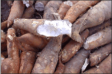 Cassava