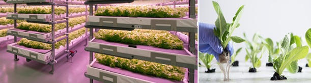 植物工場事業のイメージ