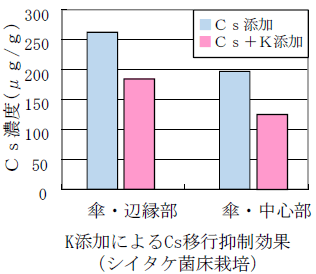 K添加によるCs移行抑制効果（シイタケ菌床栽培）