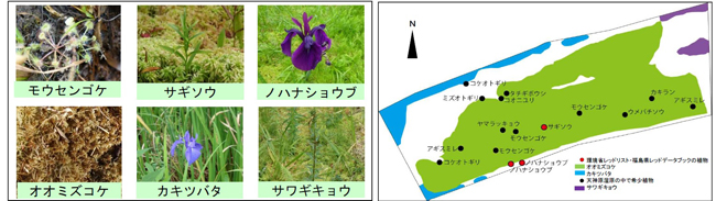 生息が確認された希少植物・生息マップ