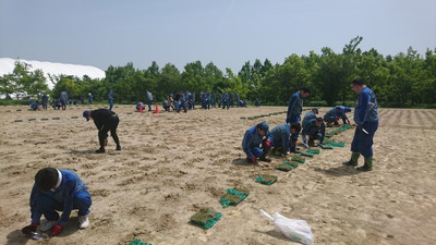 「芝生広場」の芝の苗植え