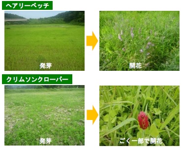 １回目(2018年4月)の緑肥栽培の開花状況