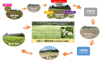 営農再開に向けた緑肥栽培による地力回復とソバの試験栽培