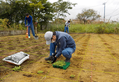 苗の植え込み作業風景