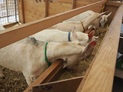 ヤギ舎内での飼育状況