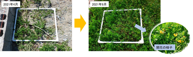 【1】「雑草抑制・景観向上」の調査