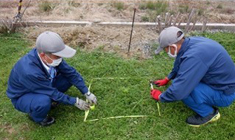 雑草抑制・景観向上のためのカバープランツ共同調査の続報　～ご帰還の促進に向けて～