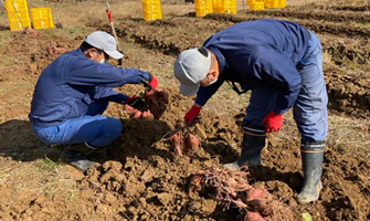 大熊町における営農再開に向けた取り組み
