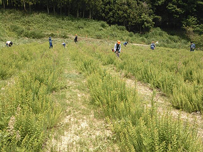 除草中の様子[2015年６月２日撮影]