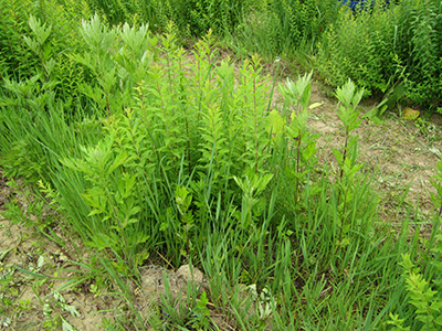 除草前の様子（拡大）[2015年６月２日撮影]