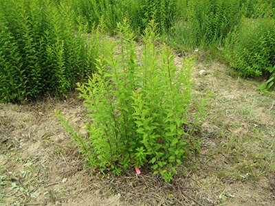 除草後の様子[2015年６月３日撮影]