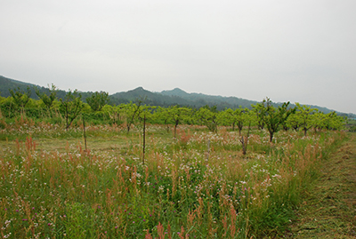 除草前の様子[2016年５月24日撮影]