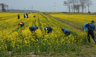 「なの花めいろ」への協力