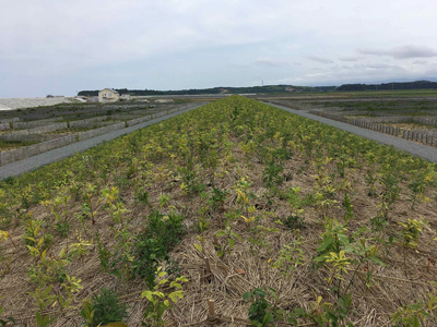 小高区防災林植樹エリアの全景（植樹後）