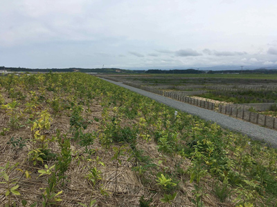 植樹後の防災林の様子[2019年7月5日撮影]