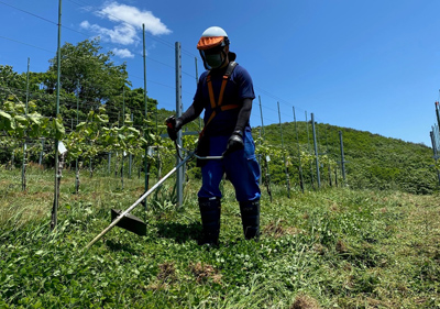 葡萄圃場の除草【2020年6月3日撮影】