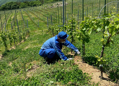 葡萄圃場の除草【2020年6月3日撮影】
